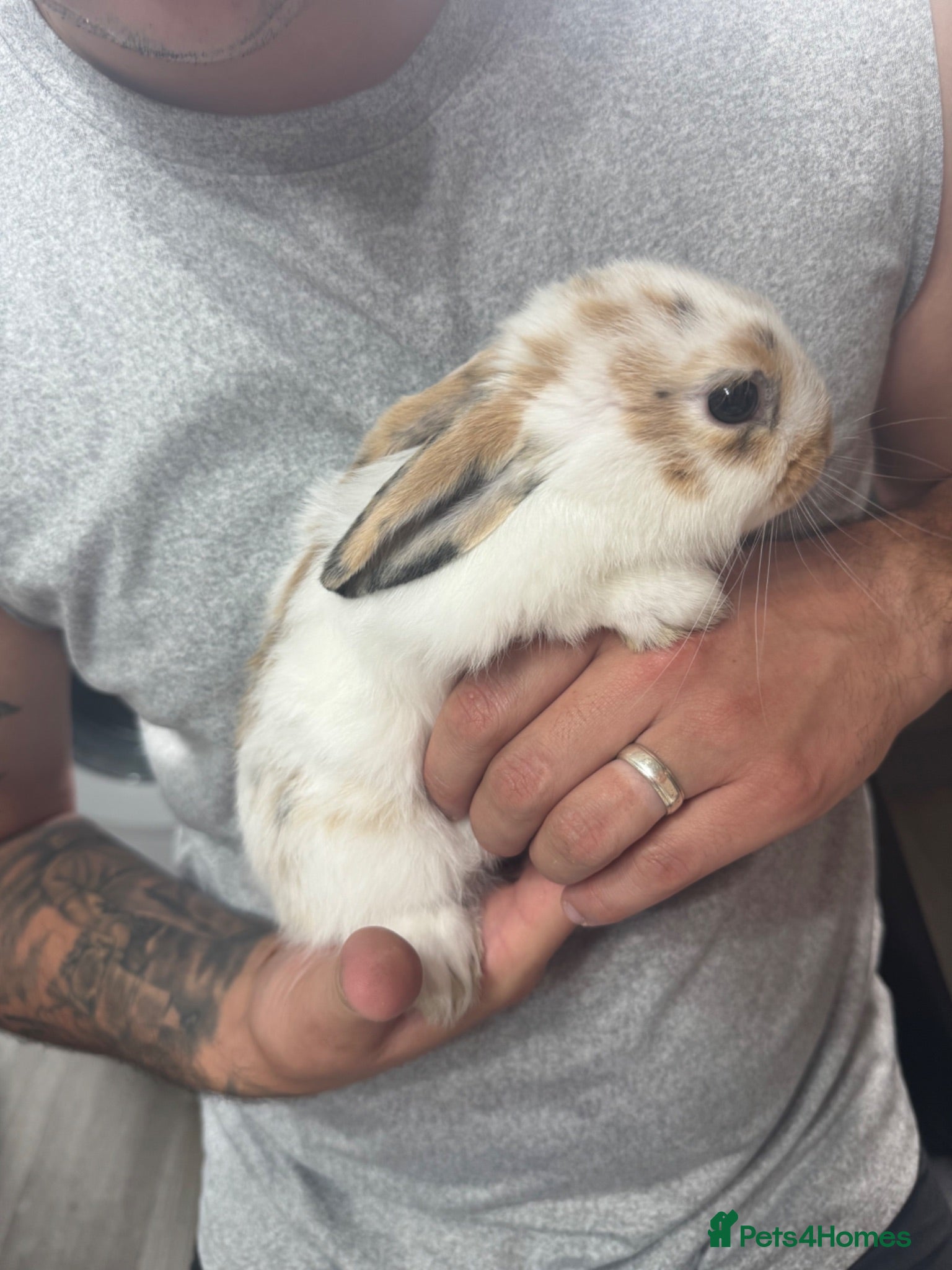 Mixed Breed rabbits beautiful bunnies  - Advert 2