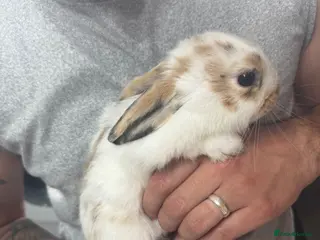 Mixed Breed rabbits beautiful bunnies - Advert 2