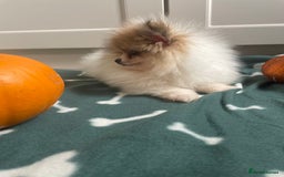 Pomeranian dogs for sale: Fluffy Pomeranian puppies - Image 20