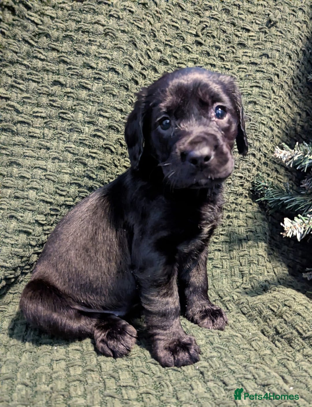 Cockerdor dogs for sale: Cockador Puppies - Advert 9