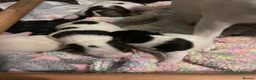 Jack Russell dogs for sale: Beautiful Jack Russell Puppies  in Hailsham - Advert 5
