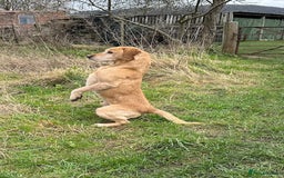 Labrador Retriever dogs for sale: Stunning Working bred yellow Labs Raised in home - Image 11