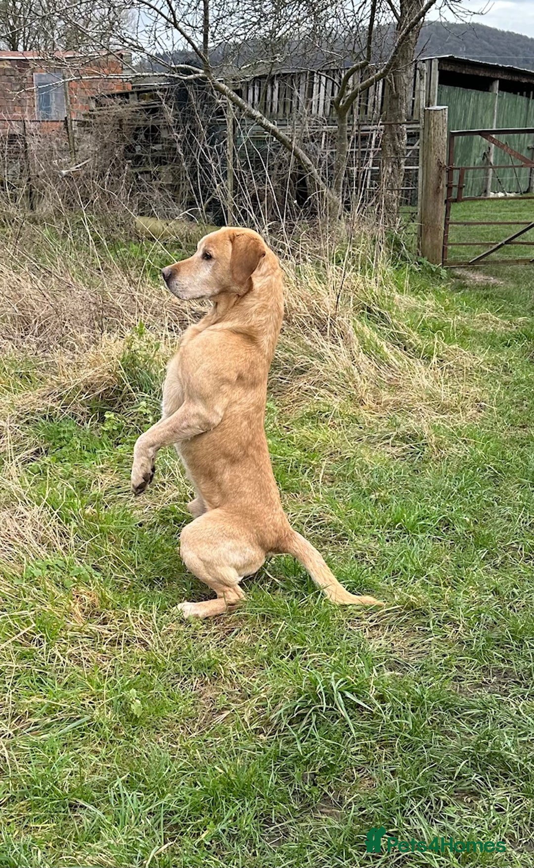 Labrador Retriever dogs for sale: Stunning Working bred yellow Labs Raised in home - Image 11