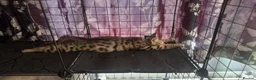 Bengal cats for sale: Last stunning girl beautiful natured bengal cross  - Advert 23