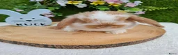 Mini Lop rabbits for sale: Gorgeous mini lops for sale - Advert 1