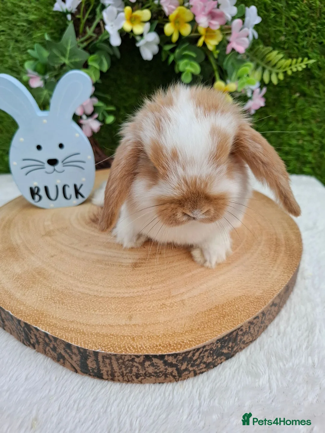 Mini Lop rabbits for sale: Gorgeous mini lops for sale - Advert 1
