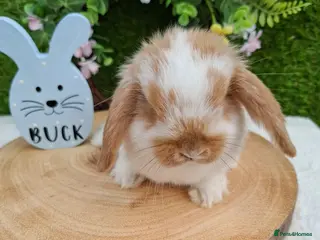 Mini Lop rabbits Gorgeous mini lops for sale - Advert 1