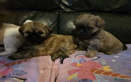 Shih Tzu dogs for sale: A girl and a boy - Image 5