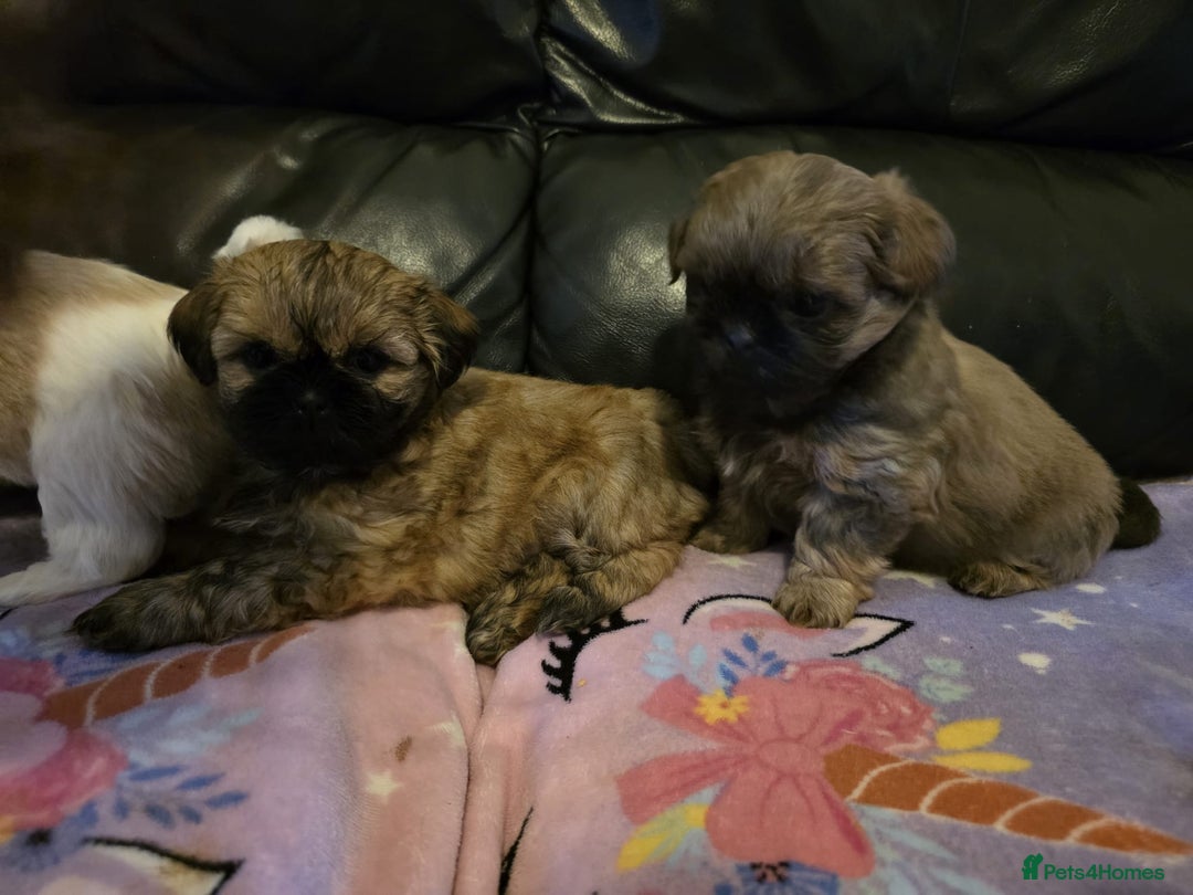 Shih Tzu dogs for sale: A girl and a boy - Image 5