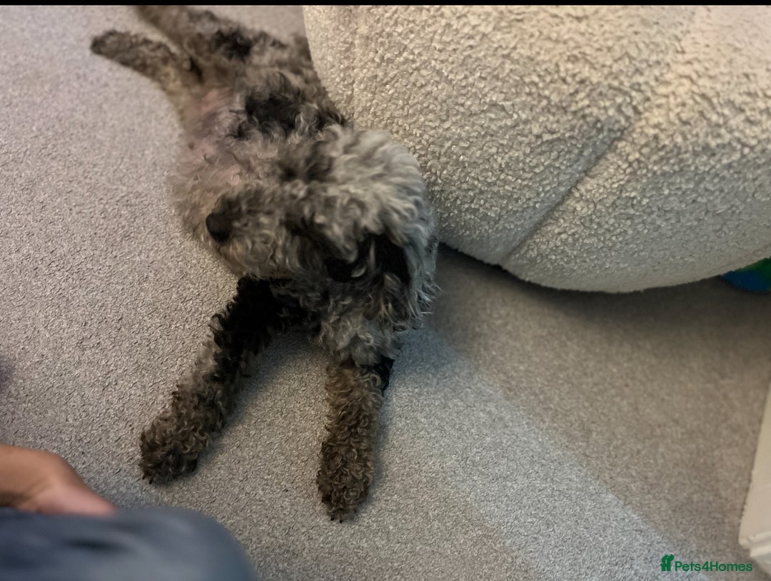 Miniature Poodle dogs for sale: Miniature poodle puppies  - Advert 1