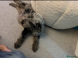 Miniature Poodle dogs Miniature poodle puppies - Advert 8