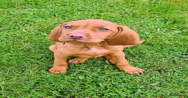 Hungarian Vizsla dogs - Advert 3