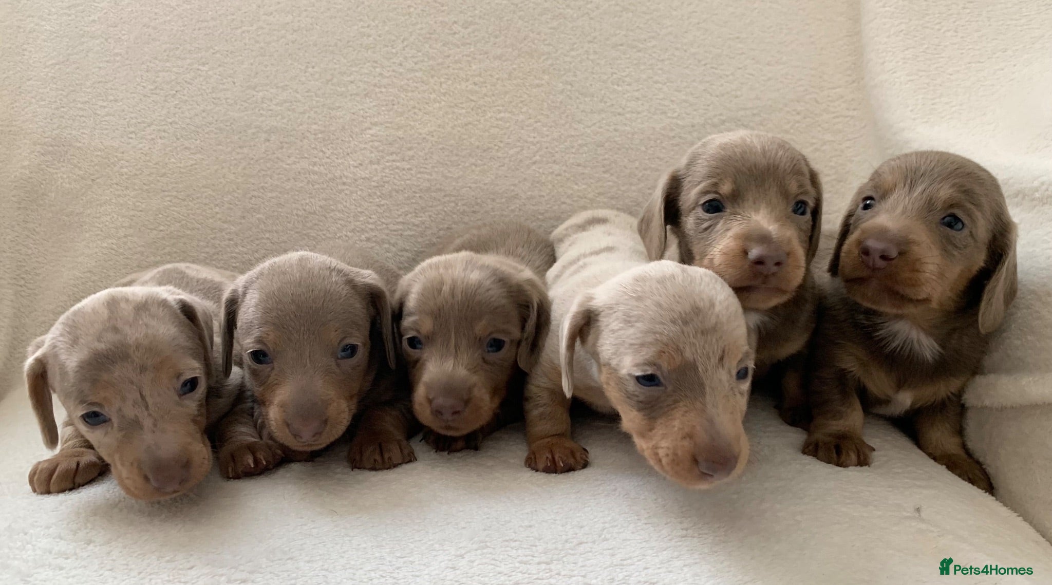 Miniature Dachshund dogs 💎 TOP QUALITY KC REG & PRA CLR MINI DACHSHUNDS💎 - Advert 2