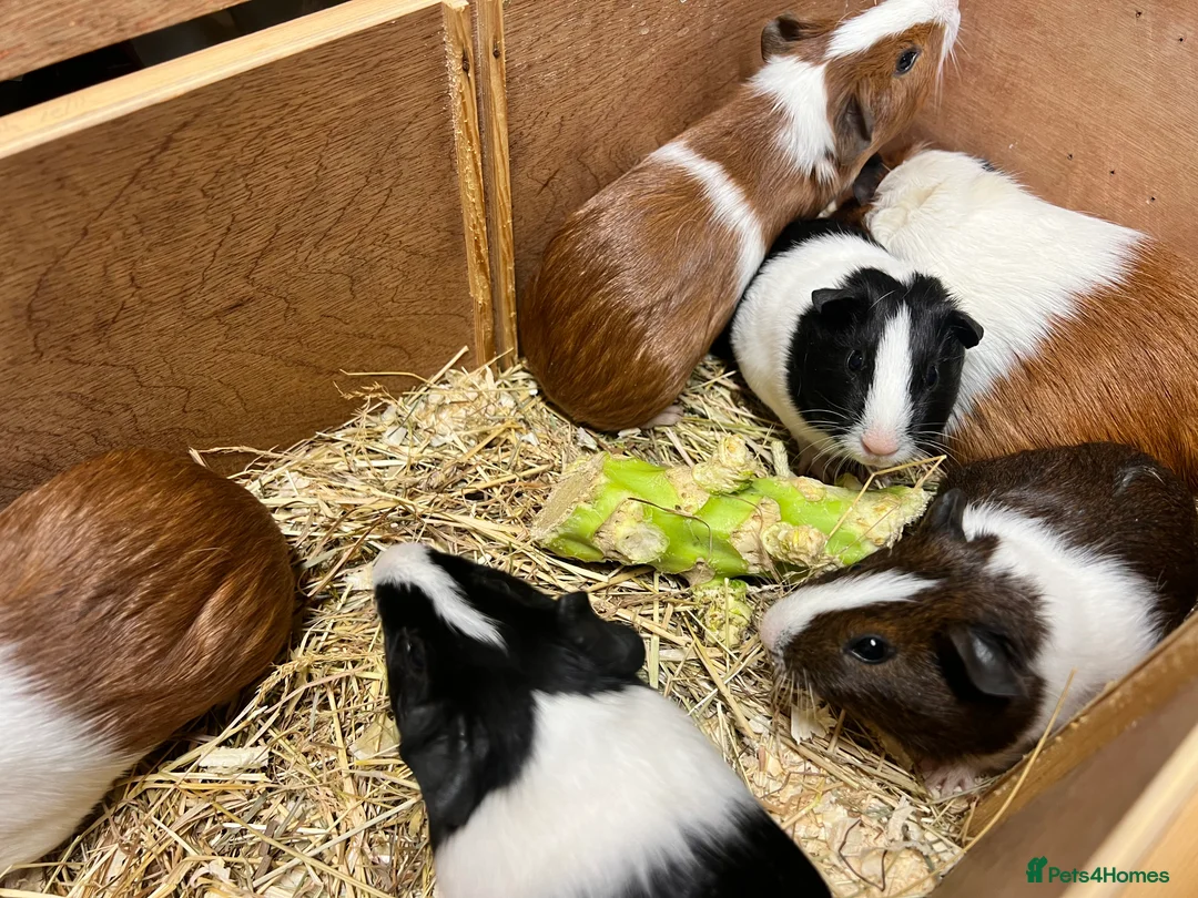 Guinea Pig rodents for sale: Group of bonded Dutch male/boar guinea pigs - Advert 2