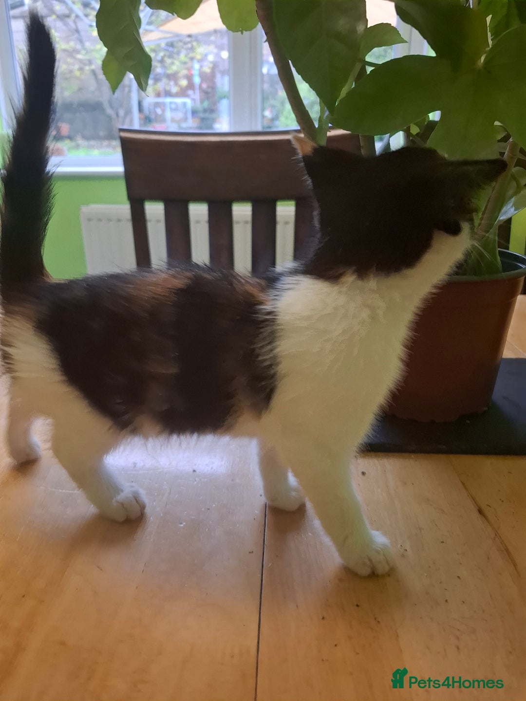 Mixed Breed cats for sale: 9 week old kittens available  - Image 4