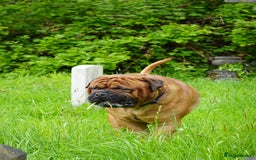 Bullmastiff dogs for stud: Gentle Giant Bullmastiff Stud US Ukraine Bloodline - Advert 11