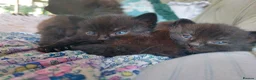Mixed Breed cats for sale: Beautiful Blue-Eyed Kittens - Advert 7