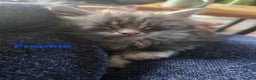 Maine Coon cats for sale: Rare Pure Breed Mainecoon Kitten - Advert 30