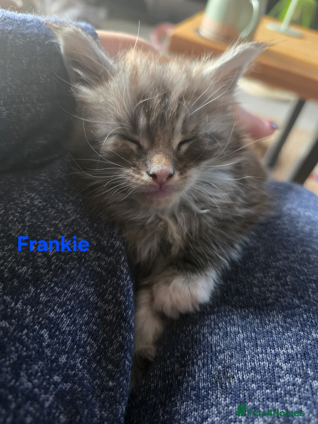 Maine Coon cats for sale: Rare Pure Breed Mainecoon Kitten - Advert 30