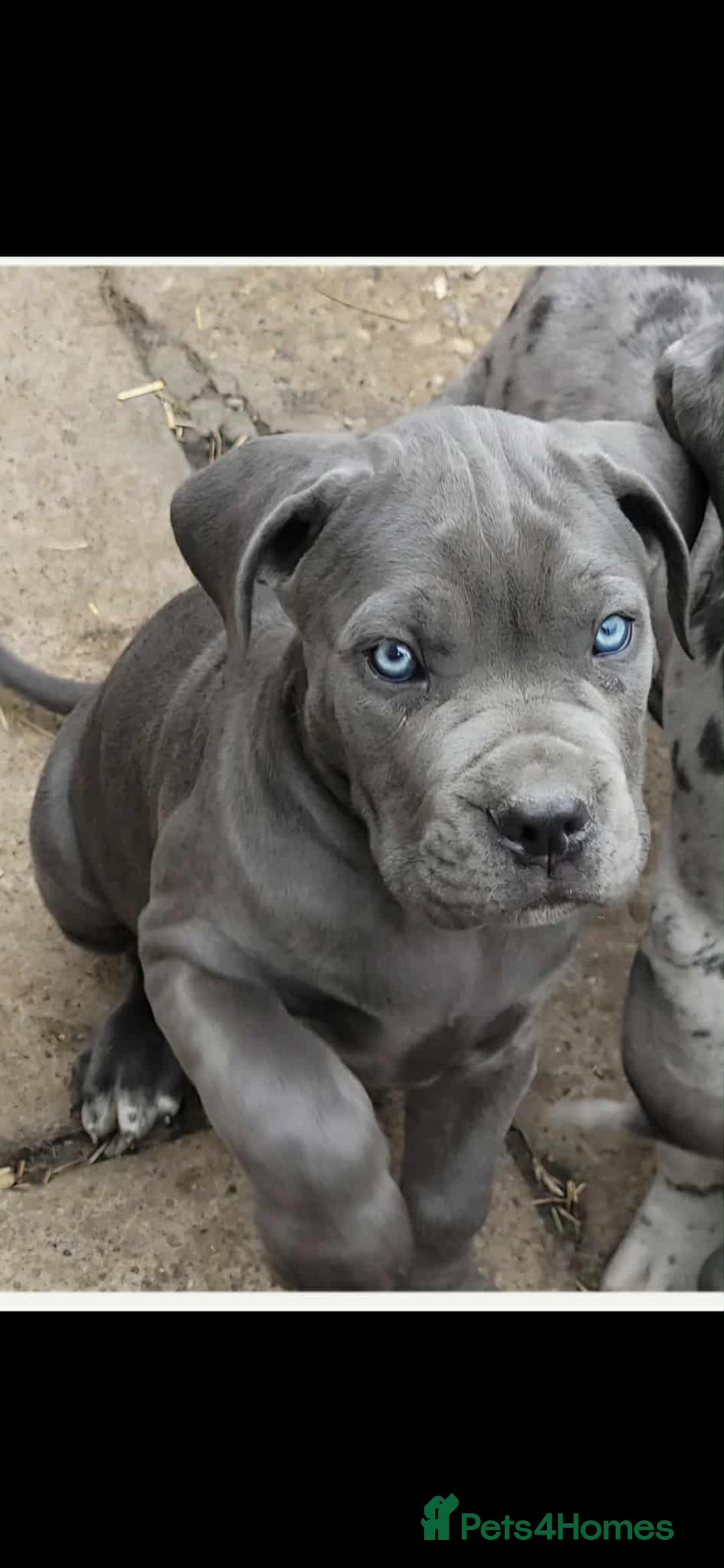 Cane Corso dogs for stud: 🧬MAJESTIC MERLE STUD🧬 - Image 11