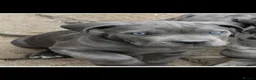 Mixed Breed dogs for stud: Cane corso stud  - Advert 11