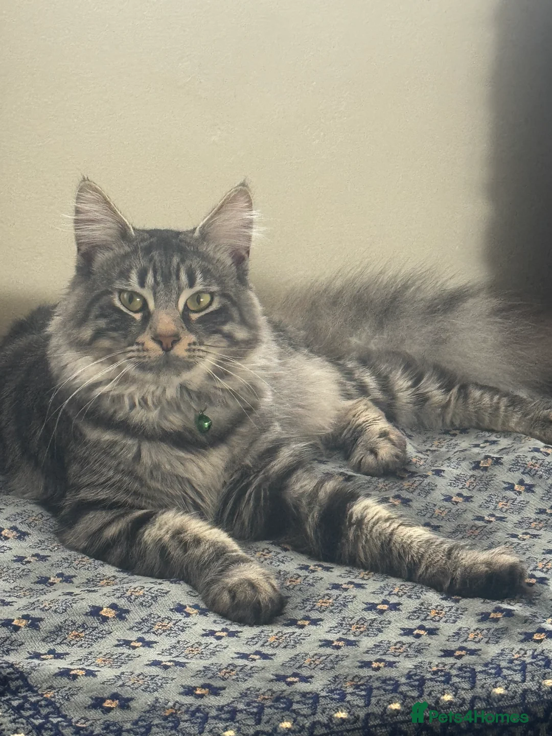 British Longhair cats for sale: Kittens - Advert 23