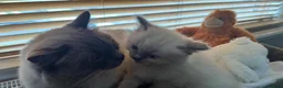 Ragdoll cats for sale: Gorgeous Ragdoll Kittens  - Advert 24
