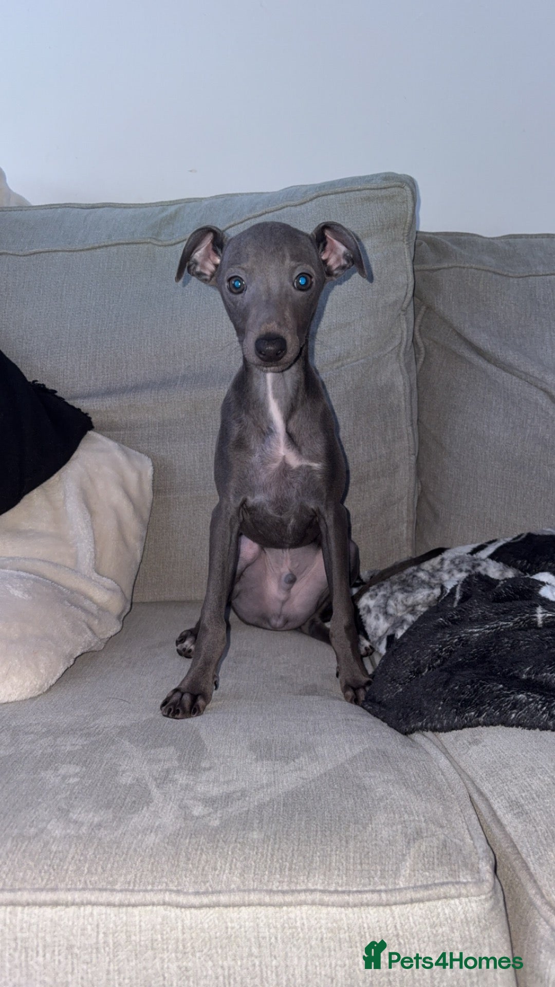 Italian Greyhound dogs for sale: Beautiful pedigree Italian greyhound boy - Advert 1