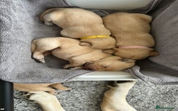 Labrador Retriever dogs for sale: Beautiful Labrador Puppies  - Image 7