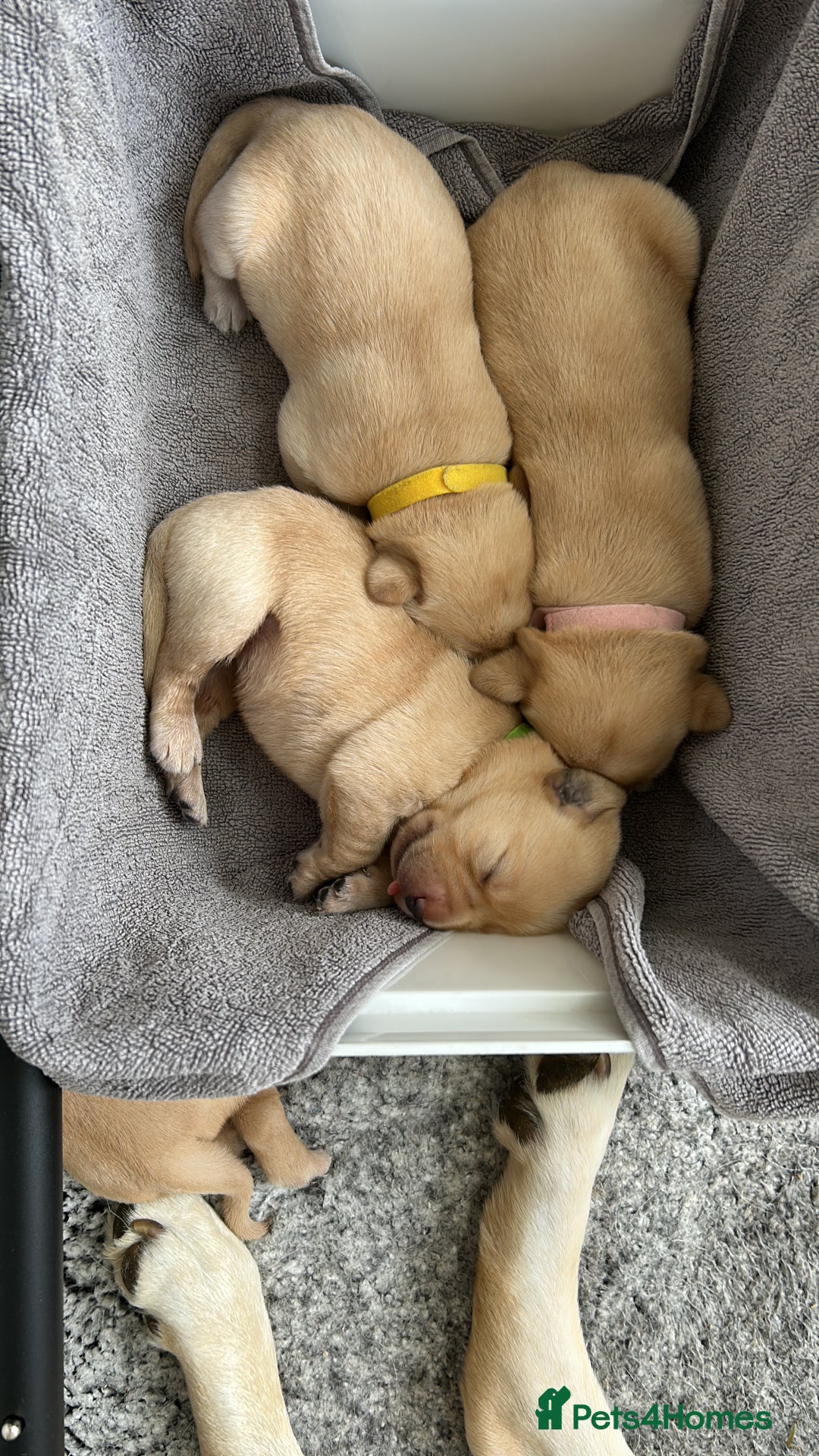 Labrador Retriever dogs for sale: Beautiful Labrador Puppies  - Image 7
