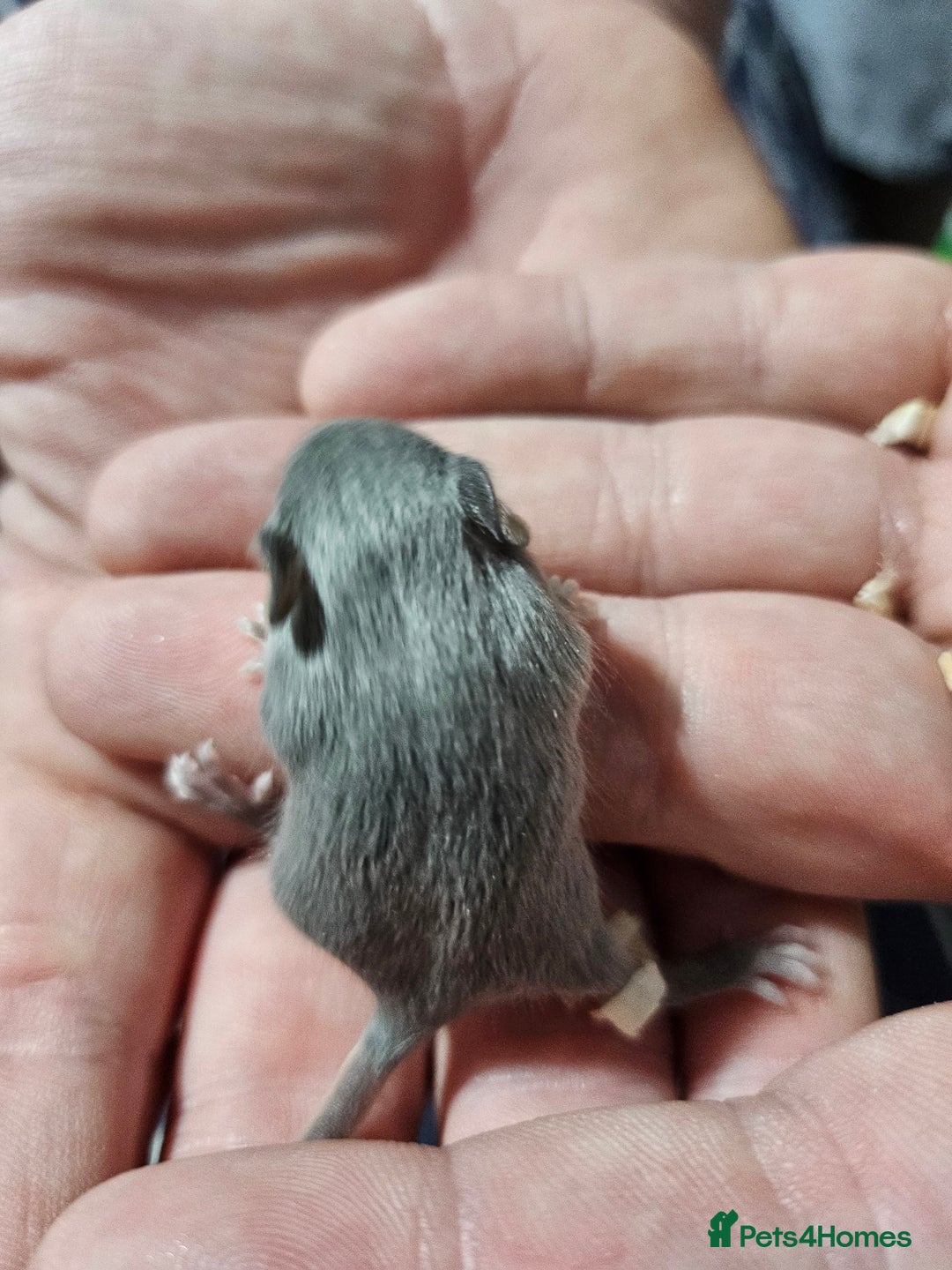 Mouse rodents for sale: Gorgeous little mice - Advert 3