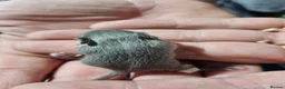 Mouse rodents for sale: Gorgeous little mice - Advert 3