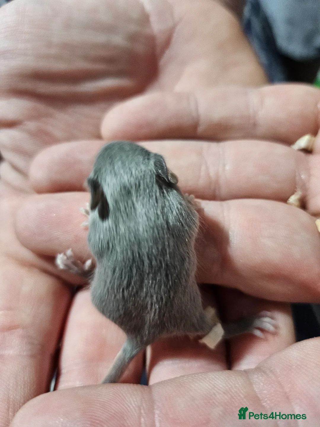 Mouse rodents for sale: Gorgeous little mice - Advert 3