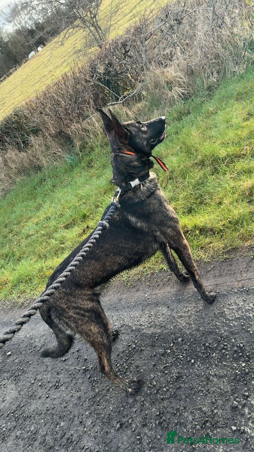 Belgian Shepherd Dog dogs 2 Year old Female Dutch Herder  - Advert 2