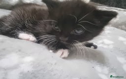 Mixed Breed cats for sale: 2 kittens for sale - Image 7