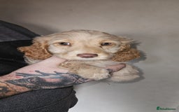 Cockapoo dogs for sale: 8 gorgeous cockapoo puppies - Advert 6