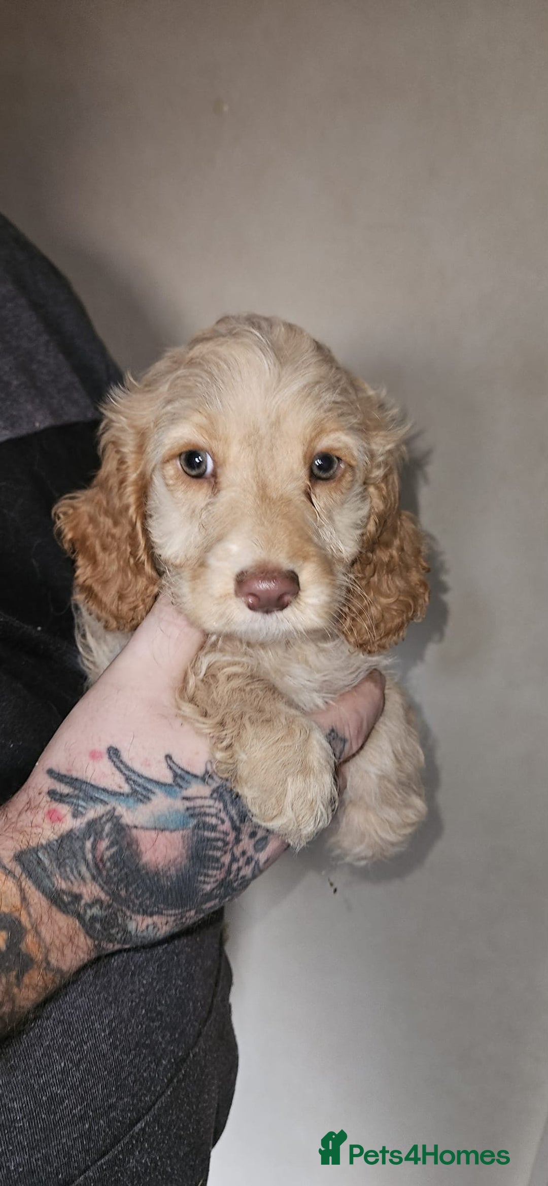 Cockapoo dogs for sale: 8 gorgeous cockapoo puppies - Advert 6