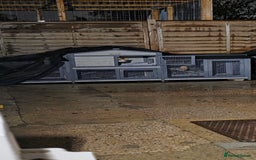 Rex rabbits for sale: 2 female rabbits - Image 10