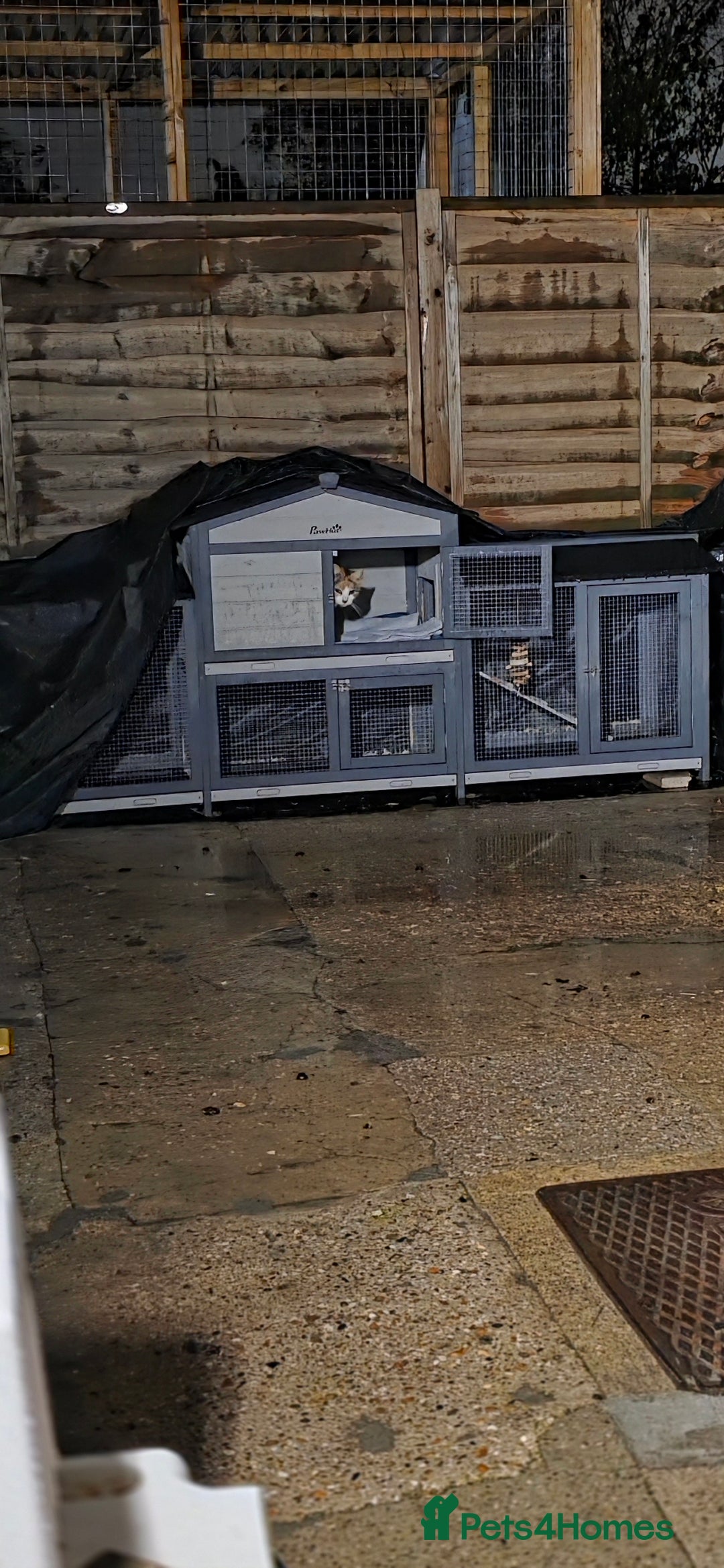 Rex rabbits for sale: 2 female rabbits - Image 10