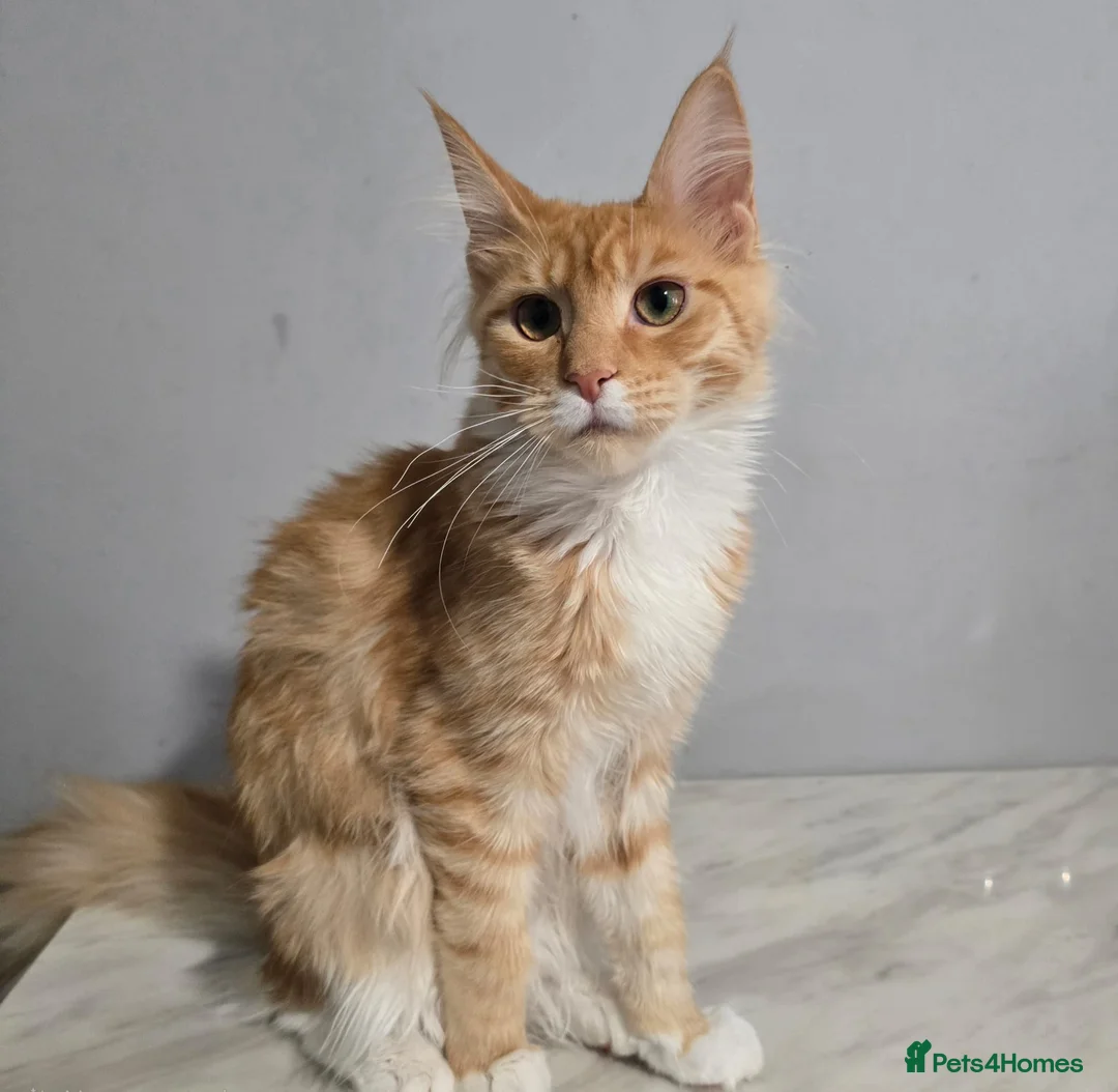 Maine Coon cats for sale: 11 month tica active registered female  - Advert 2