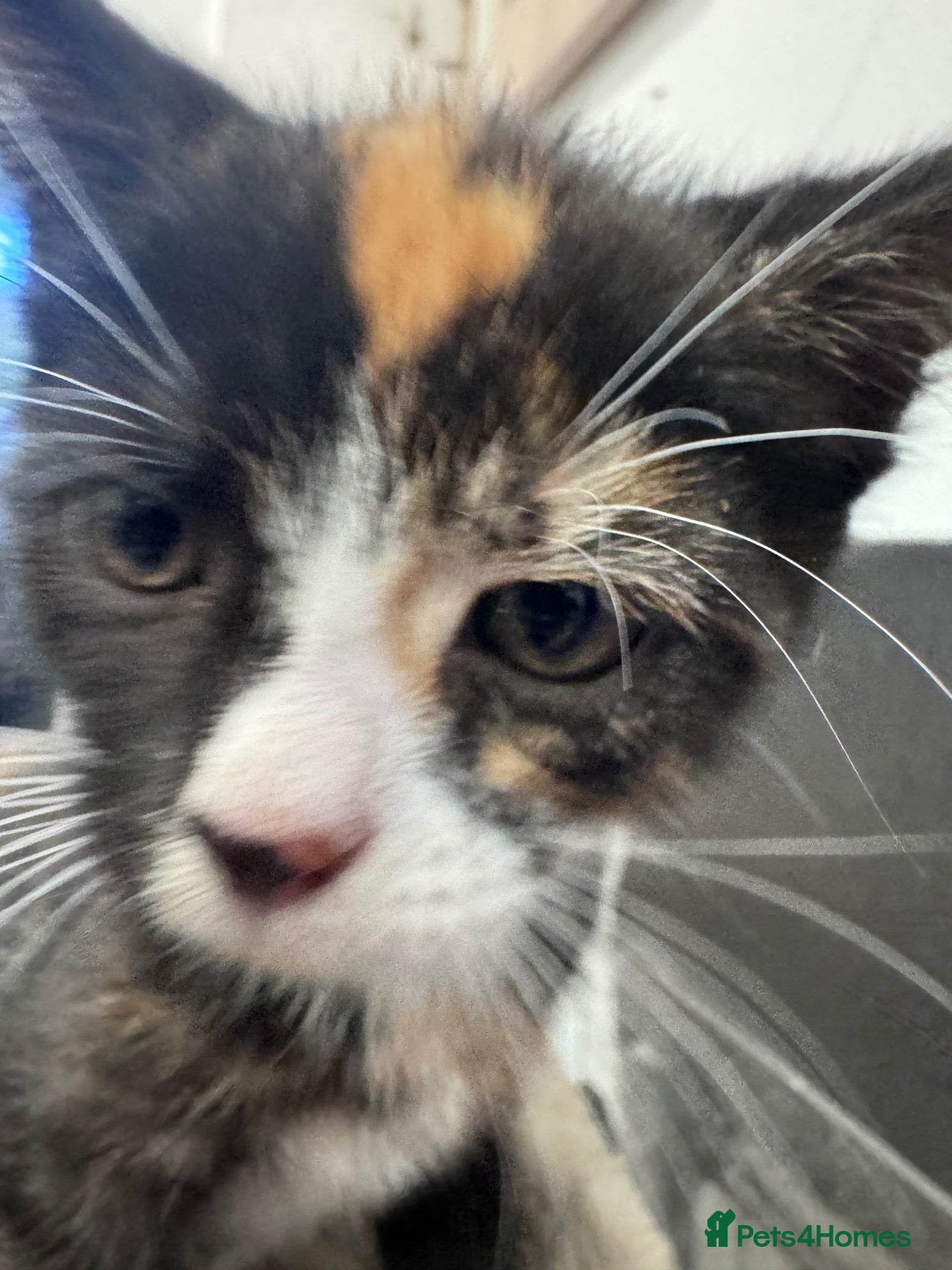 Mixed Breed cats Gorgeous Calico/Tortie/Tux Kittens - Advert 2