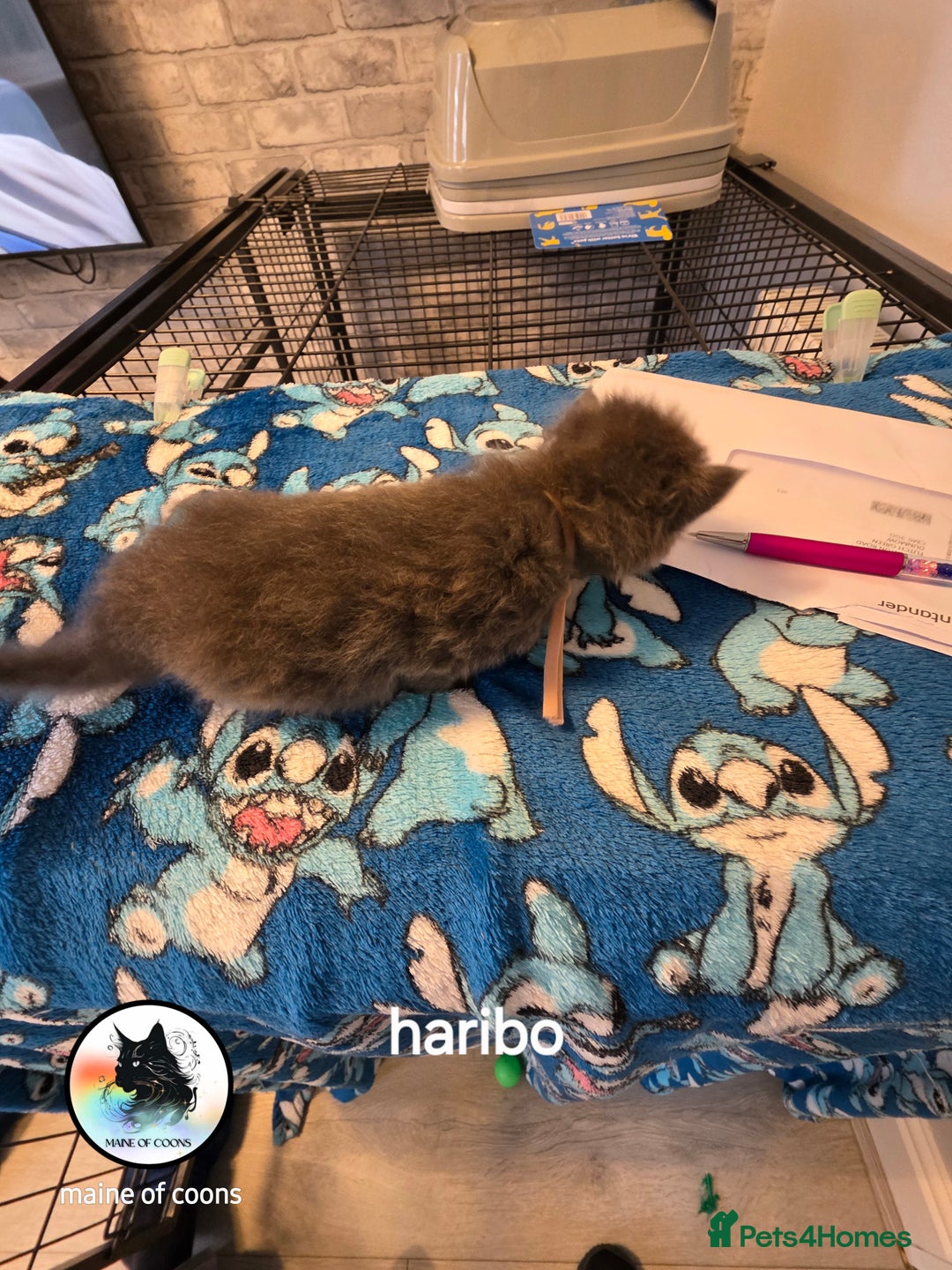 Maine Coon cats for sale: Maine coon kittens - Image 4