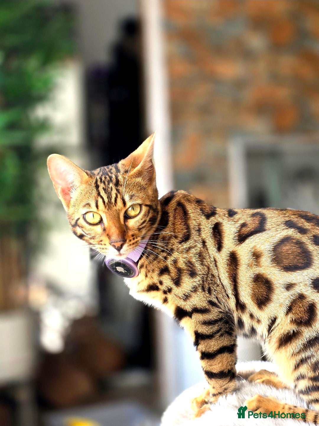 Bengal cats for sale: Pure breed bengal kittens  - Advert 1