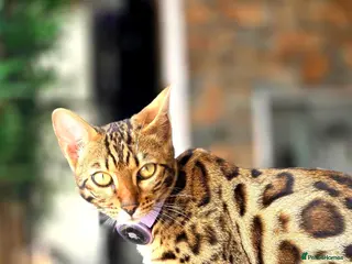 Bengal cats Pure breed bengal kittens - Advert 16