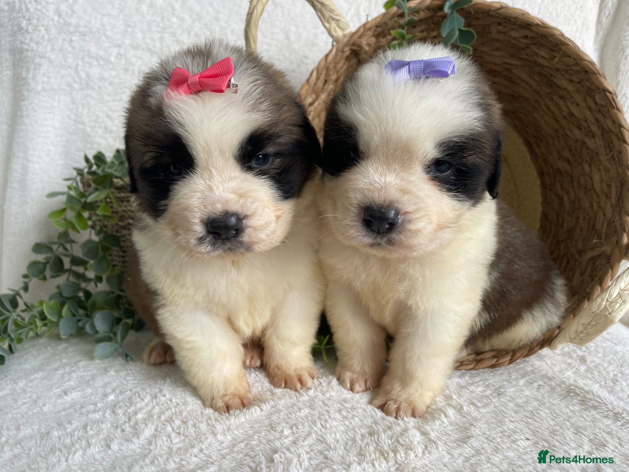 Saint Bernard dogs STUNNING ST BERNARD PUPPIES - Advert 1