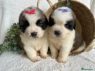 Saint Bernard dogs for sale: STUNNING ST BERNARD PUPPIES - Advert 3