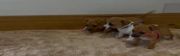 Jack Russell dogs for sale: Jack Russell puppies in Darwen - Advert 5