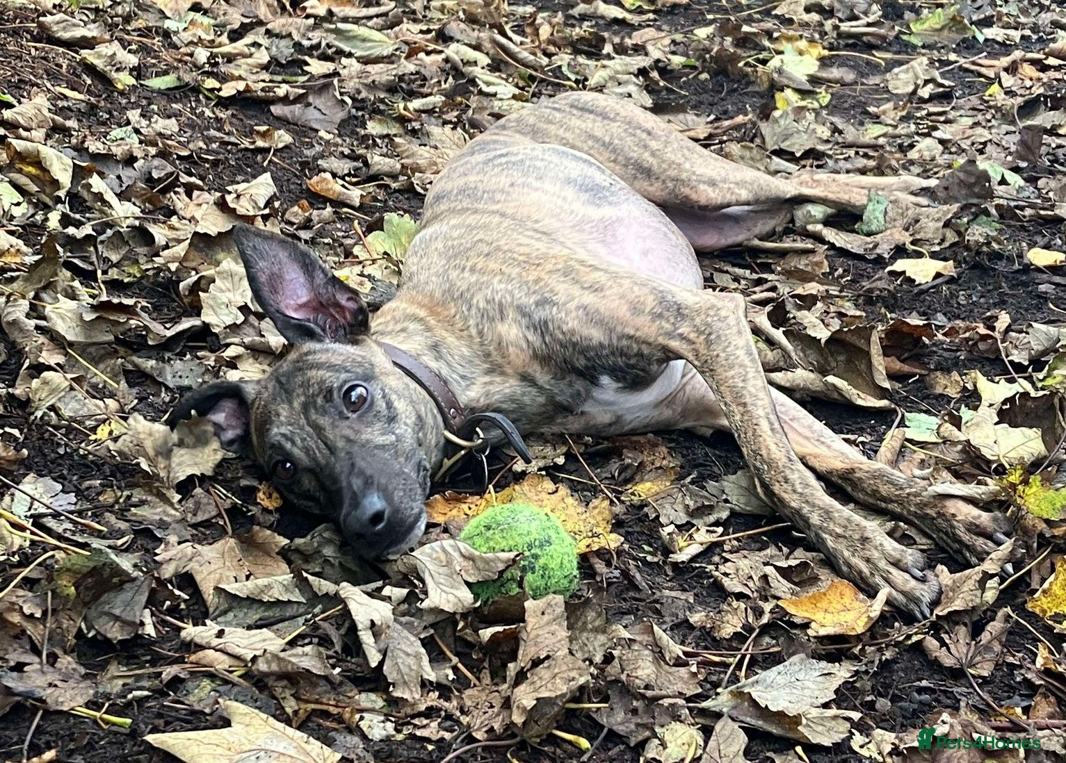 Lurcher dogs MAX, little lurcher in rescue in Halifax - Advert 18