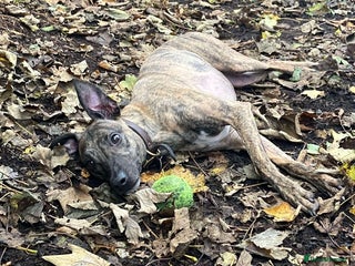 Lurcher dogs in Halifax - Advert 28