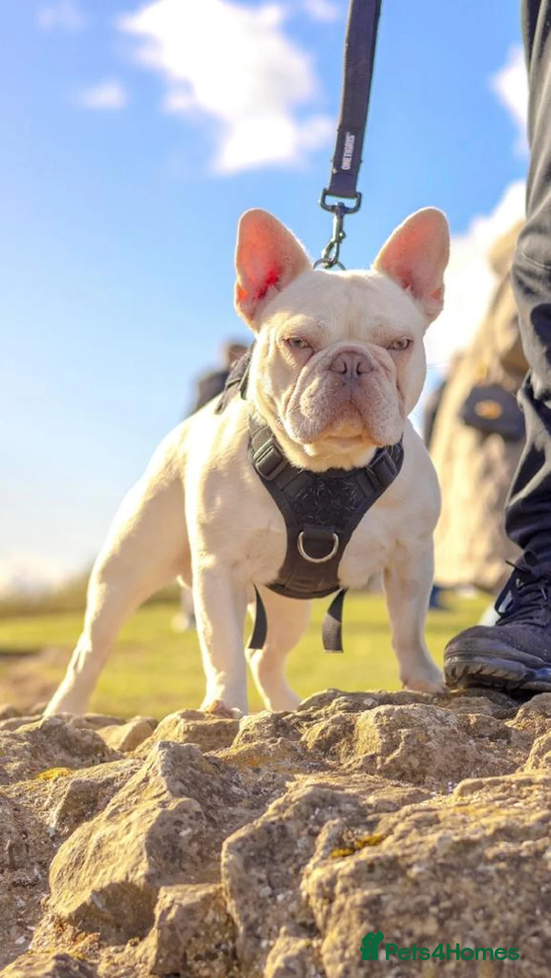 French Bulldog dogs for stud: Lilac tan pink testable fluffy French bulldog stud in Basildon - Advert 2